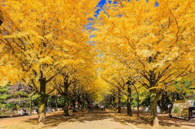 🍂 히키하라 고개 은행나무(引原峠銀杏)